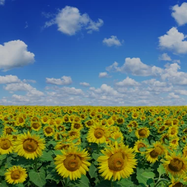 Girasol