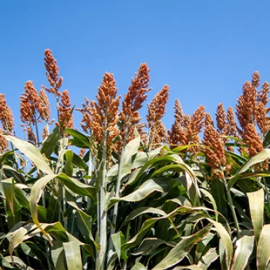 Sorgo